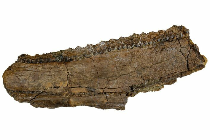 Hadrosaur (Edmontosaurus) Maxilla With Teeth - Montana #176349